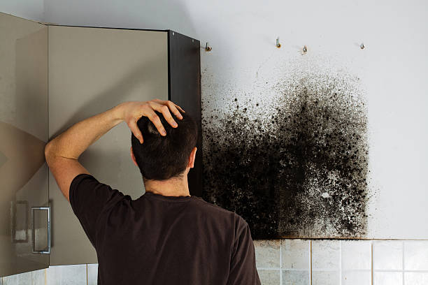 Best DIY Mold Remediation Support Services in Bayshore Gardens, FL